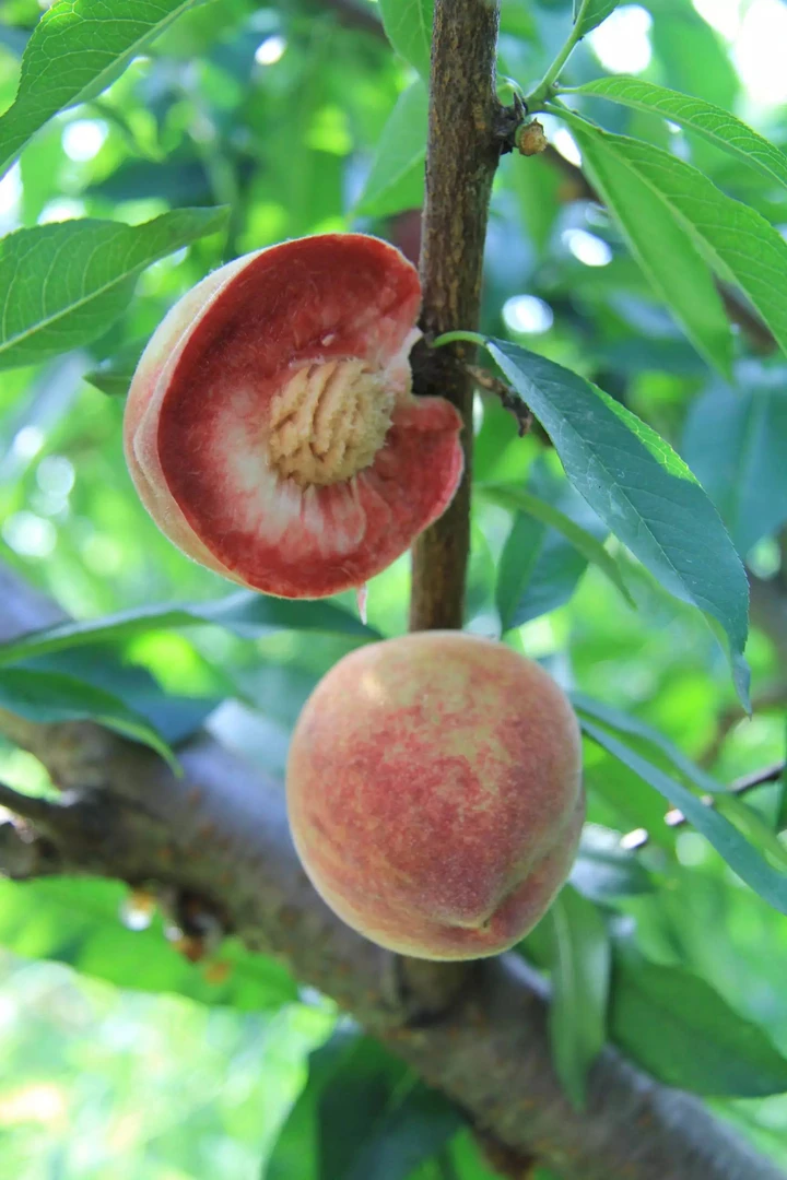 湘西高山血桃脆甜爽口现采现发货