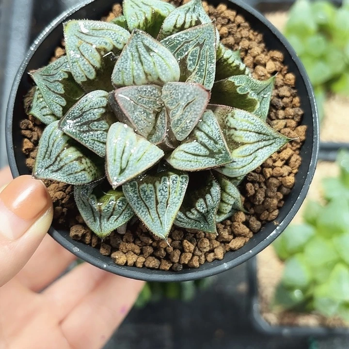 母本青蟹多肉植物