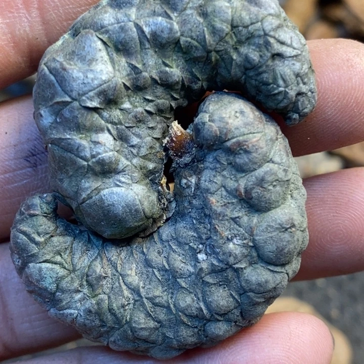 桃核吊坠娜姐真的173