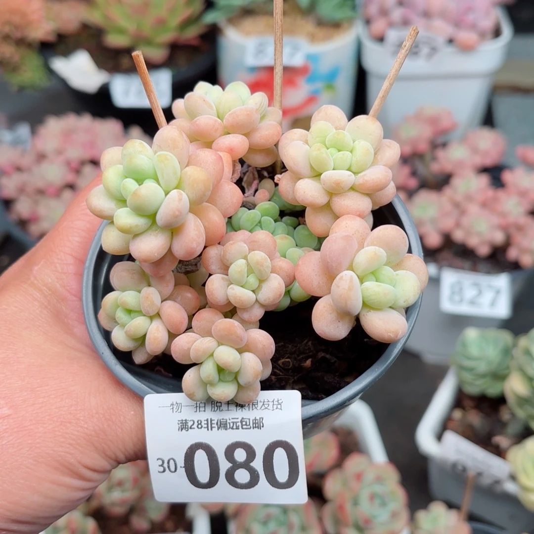 洛可可无盆土发货