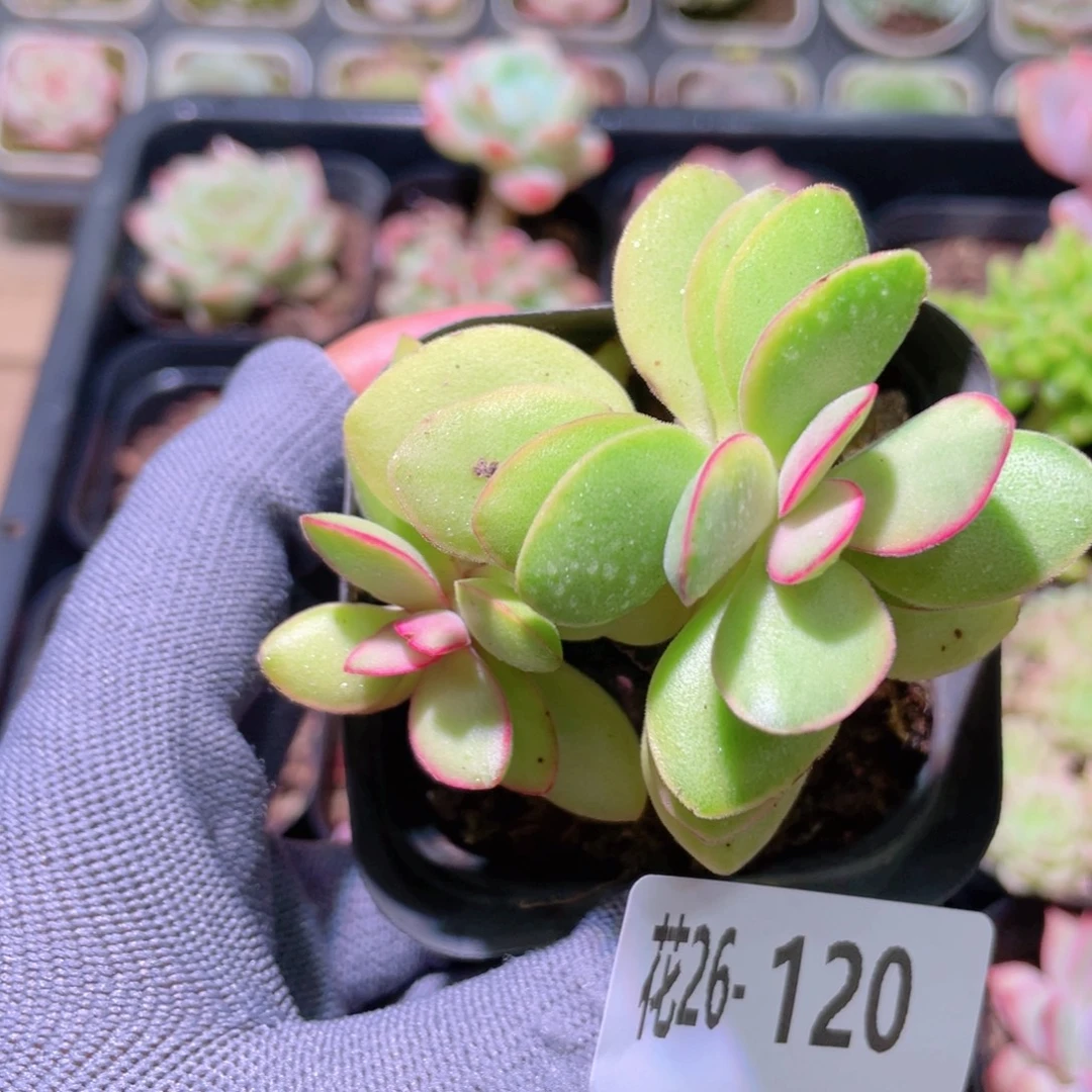 花利美26-119120糖果锦