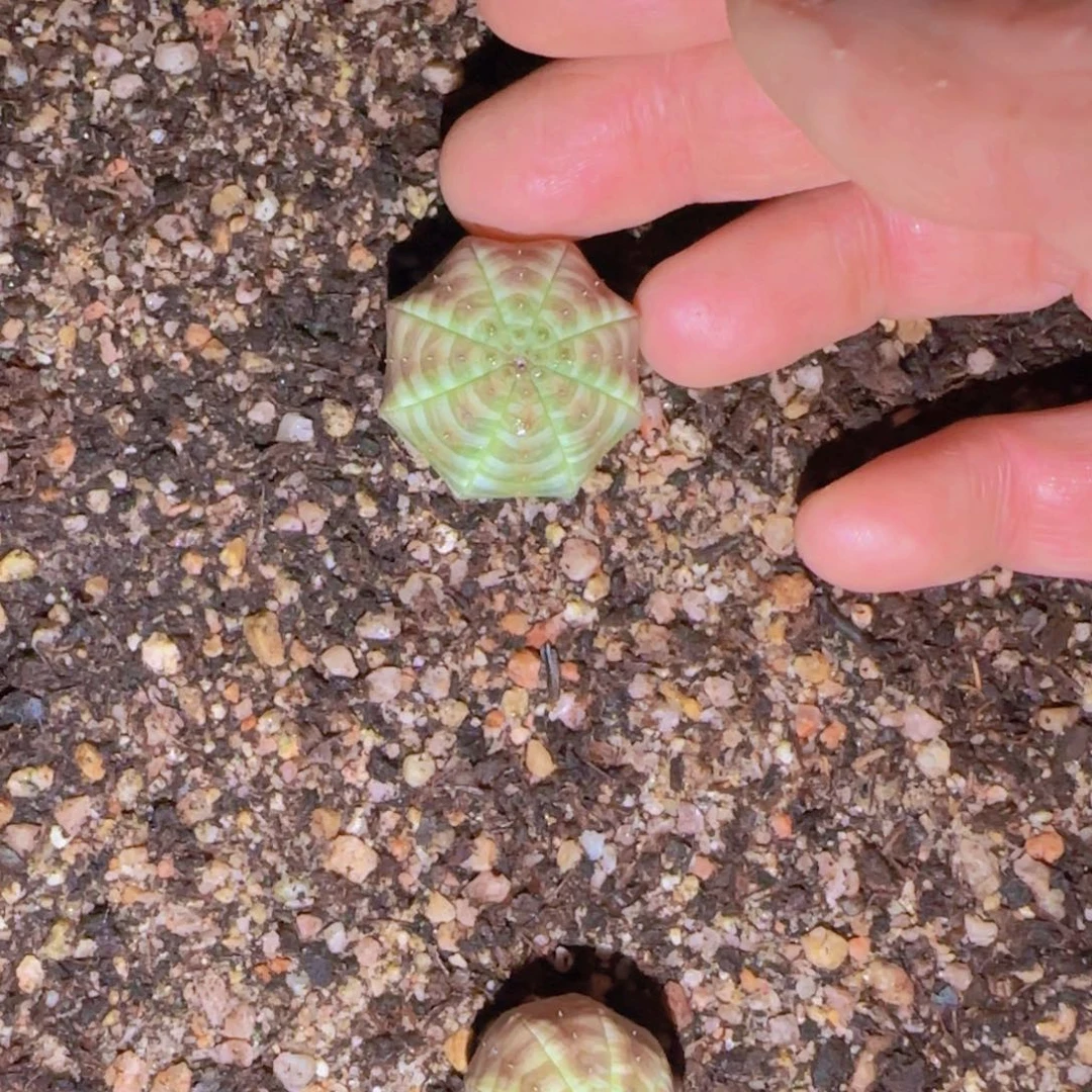 K***n块根植物块根植物