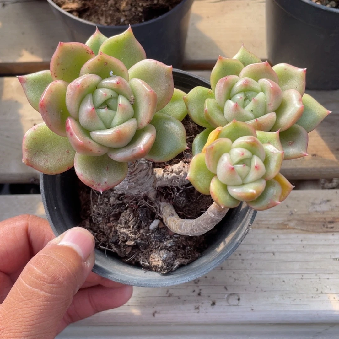 0107  冰城  六月六