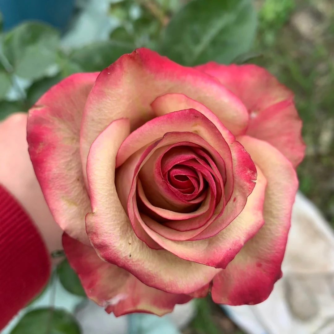 【红酒】2加仑 根接大花    玫瑰花型  可盆栽可地栽