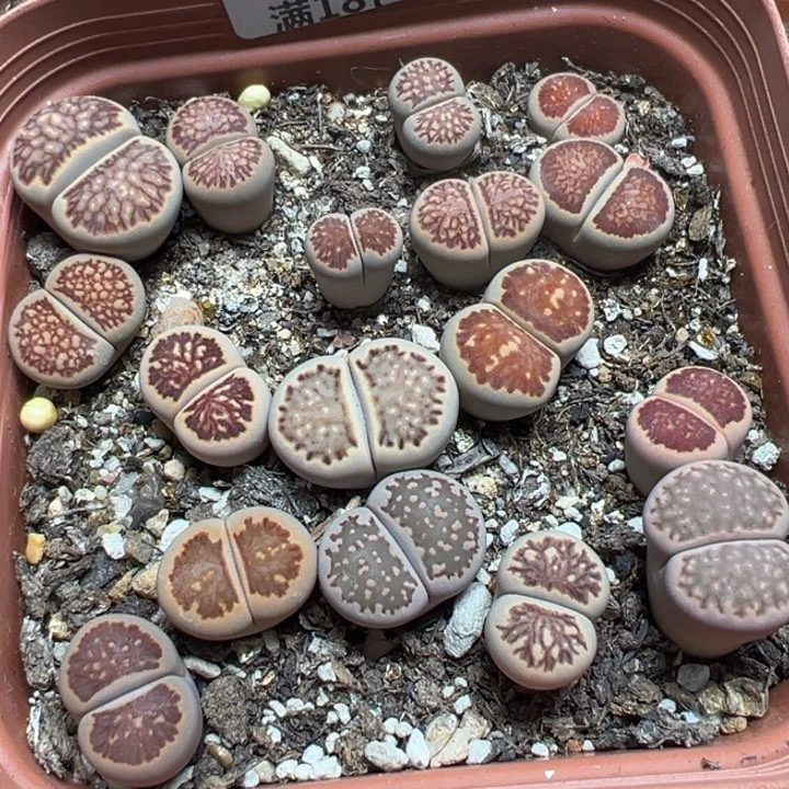 【闪购商品】 435。