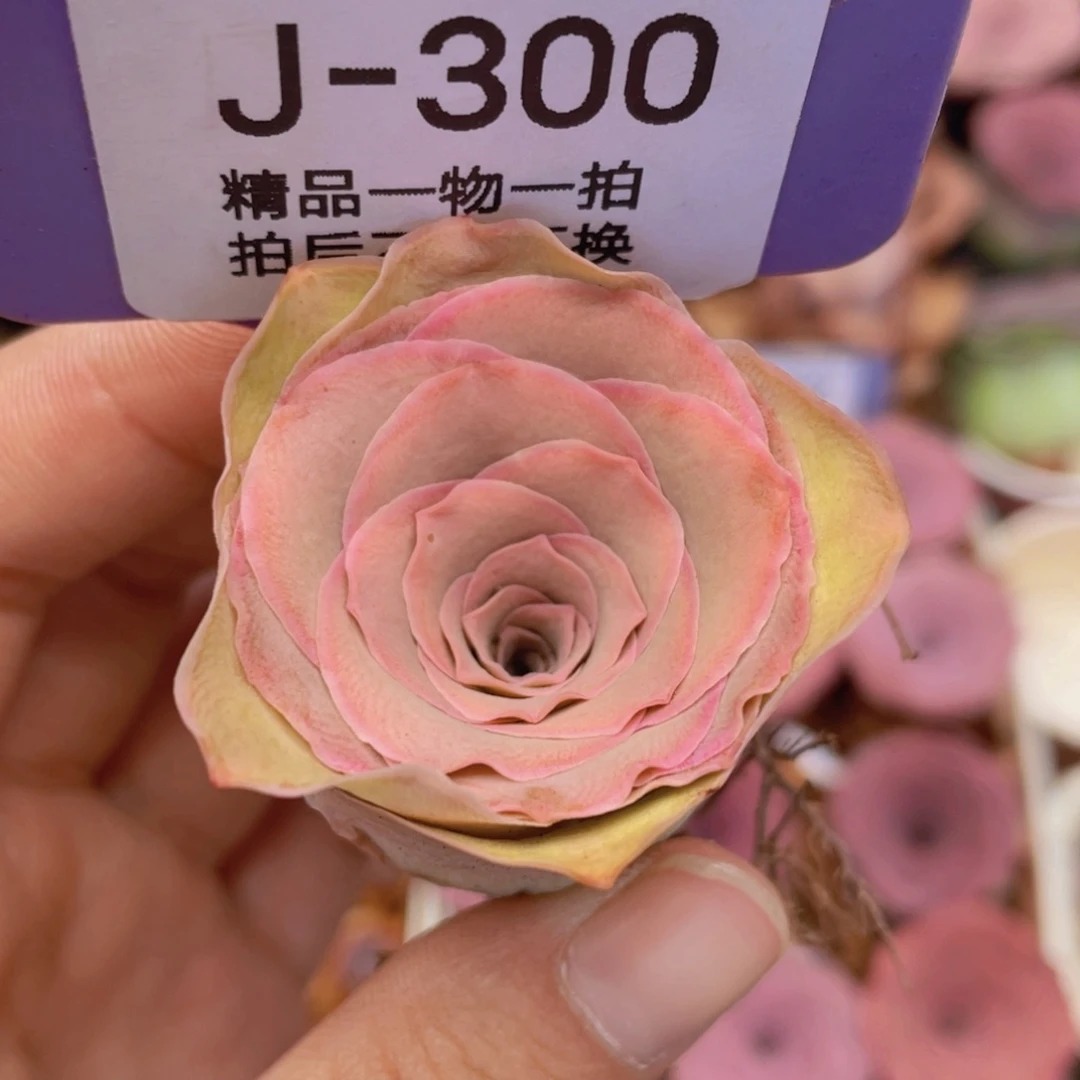 山地玫瑰J300满38包邮裸根发货