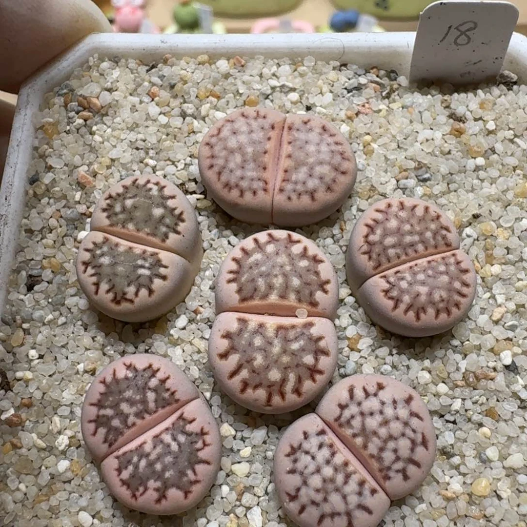 0707-39粉色网文寿丽