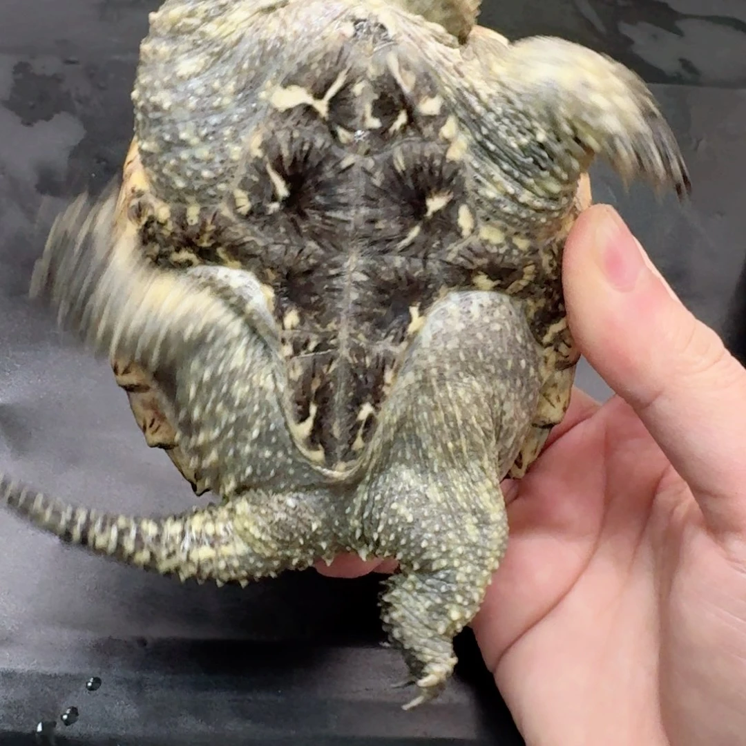 宠物龟不分公母111