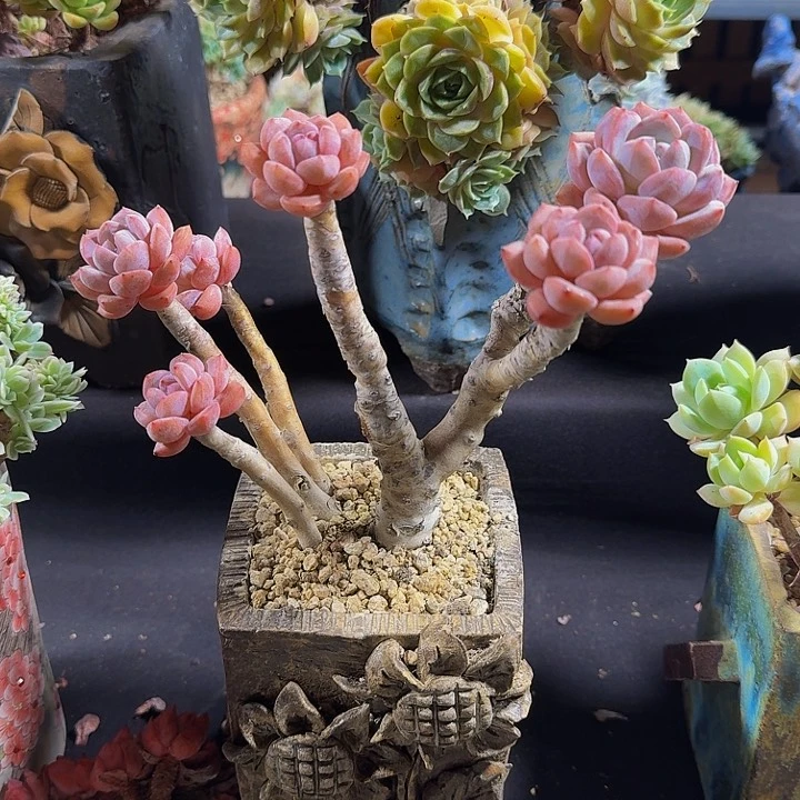 极***光带盆多肉多肉多肉