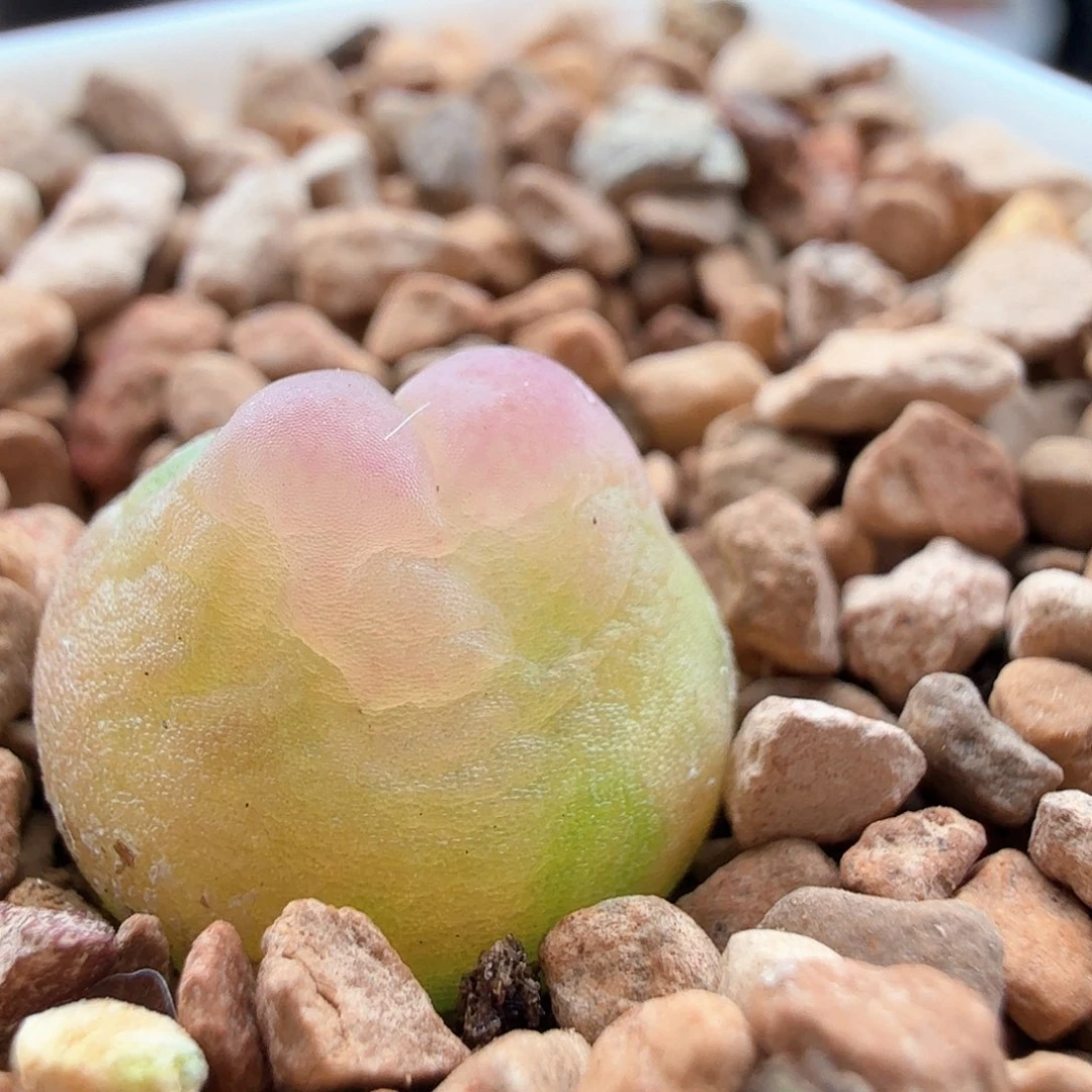 2.10.63/1.3个厘米紫皮拉登3.5年