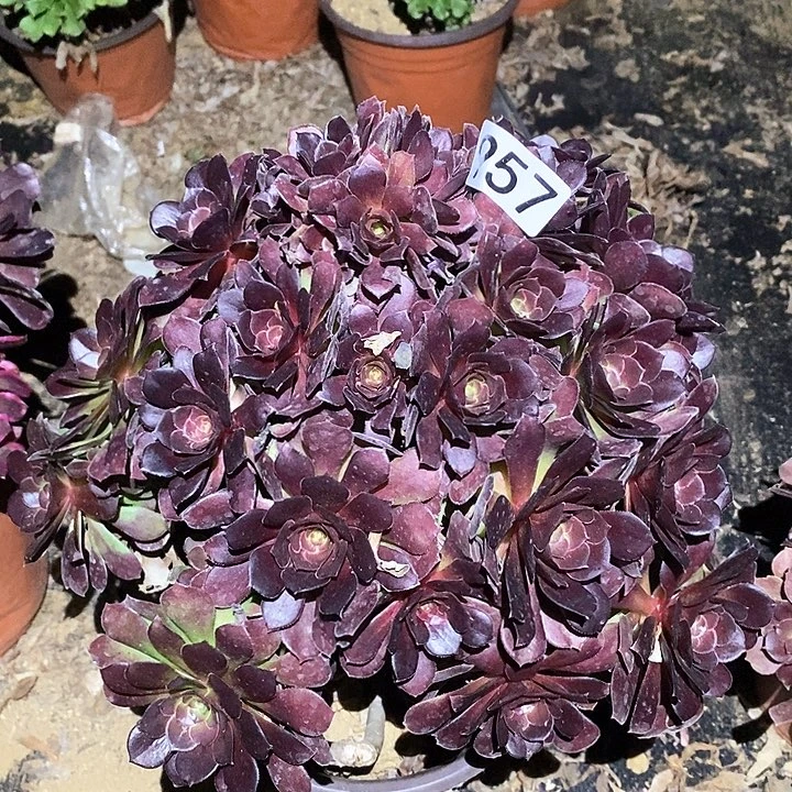 多肉植物法师957荷兰玫瑰