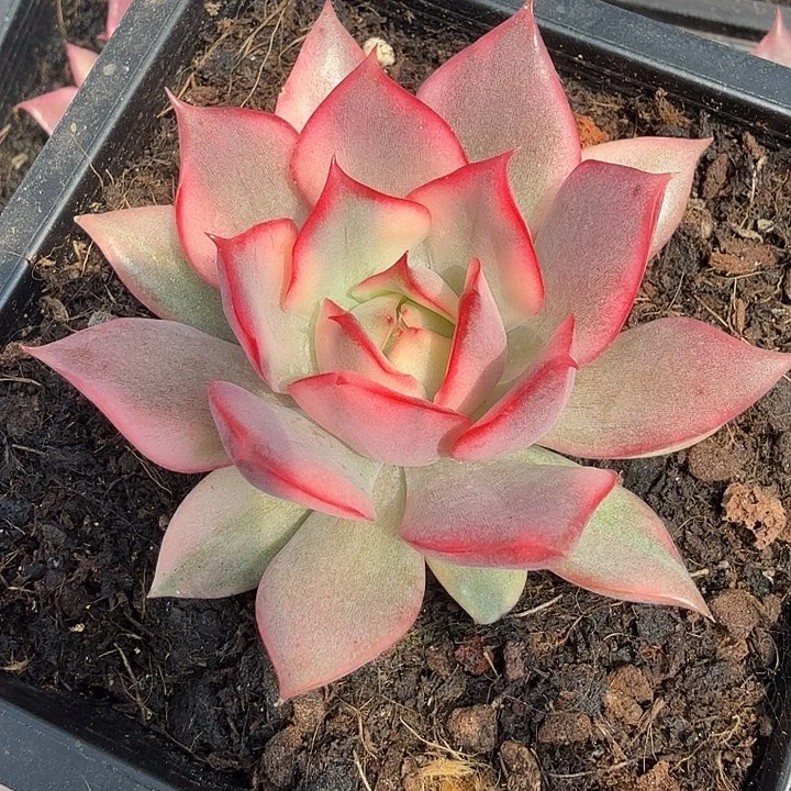 红莲锦火莲锦腹轮锦