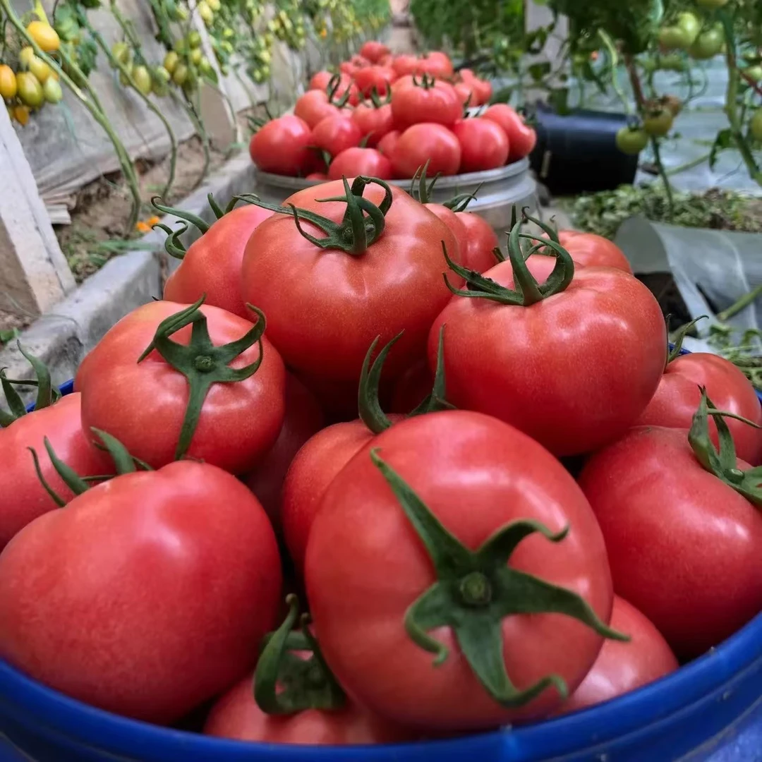 山东生吃沙瓤西红柿新鲜当季大番茄自然熟整箱粉柿子