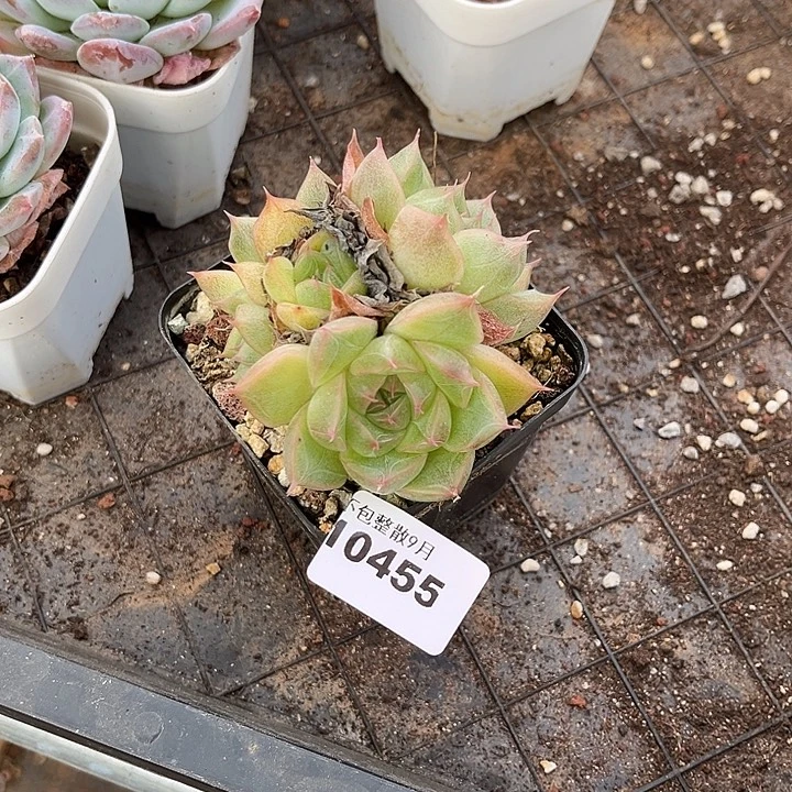 阿雅园艺。         455麦秆