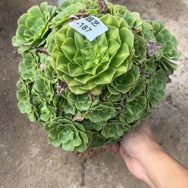 翡翠琉璃多肉植物187