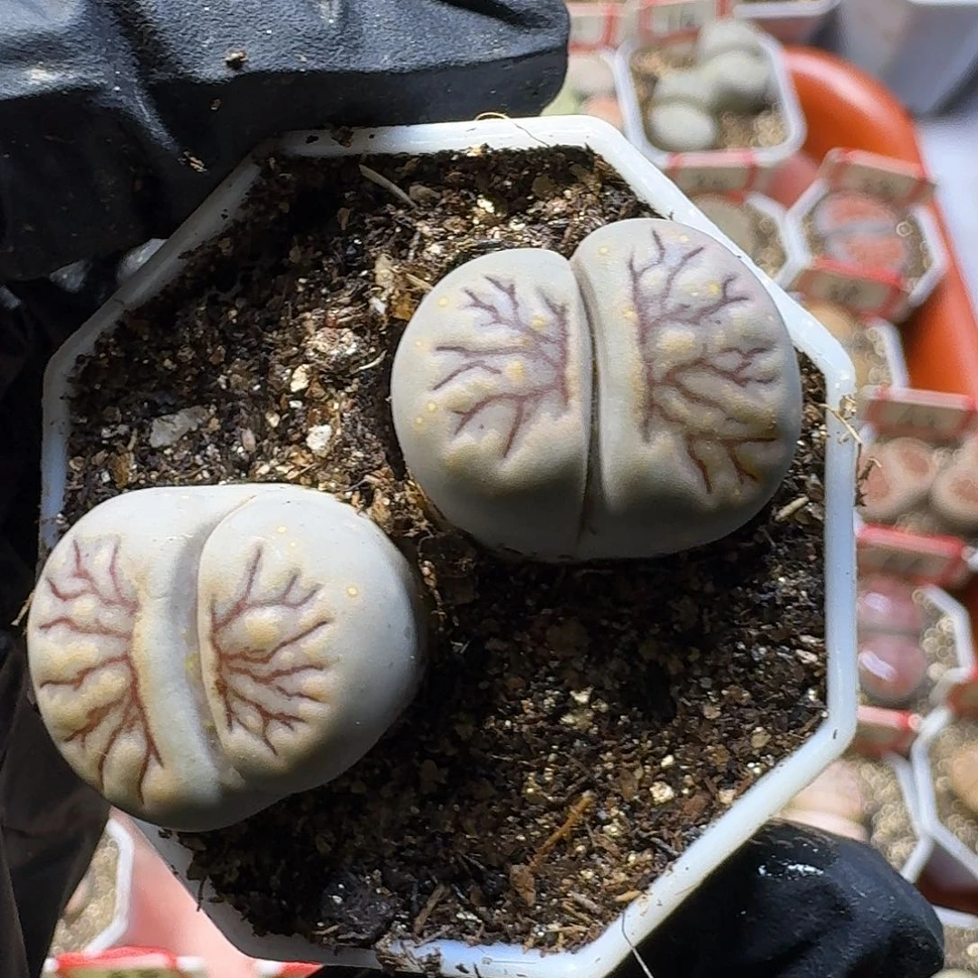 然***叙生石花2/：/。  25号