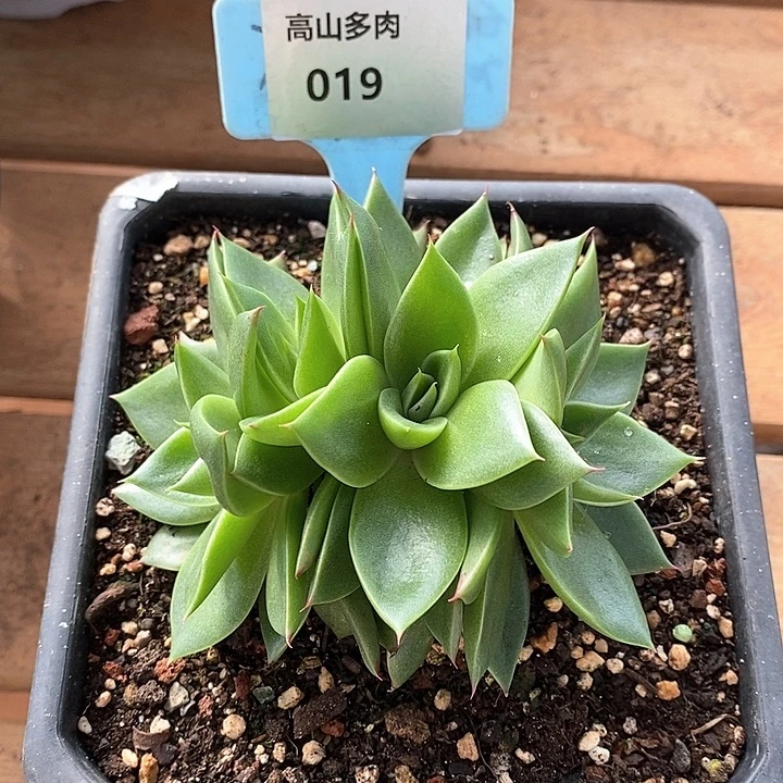 D019- 直播福利 斯特拉