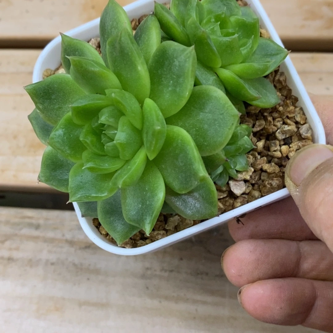 精品多肉一物一拍不包整94