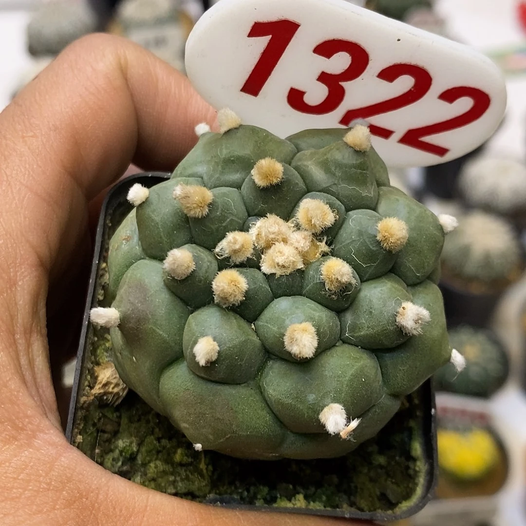 1322龟甲特价来了