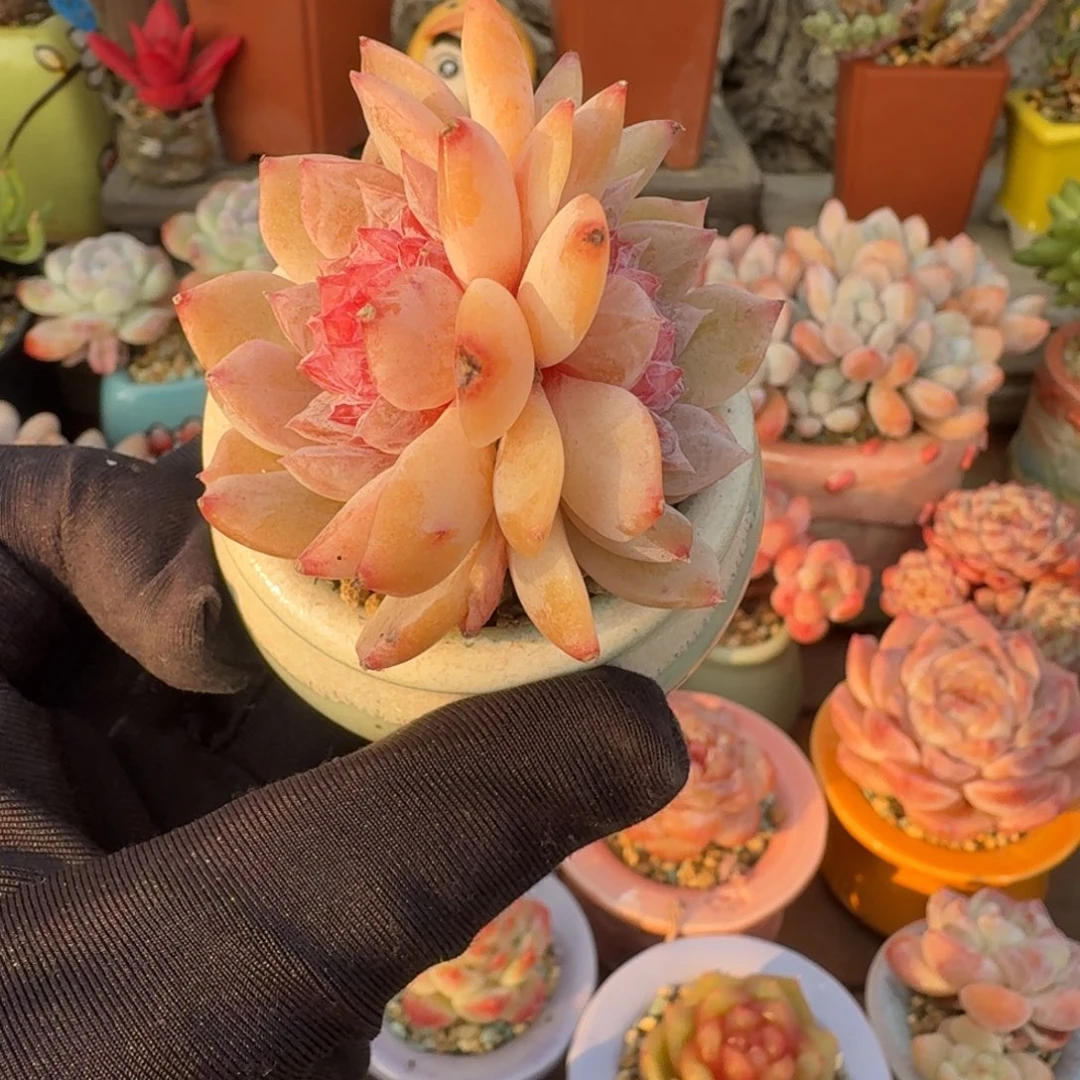 枚尖珍妮 多肉含盆土 一物一拍