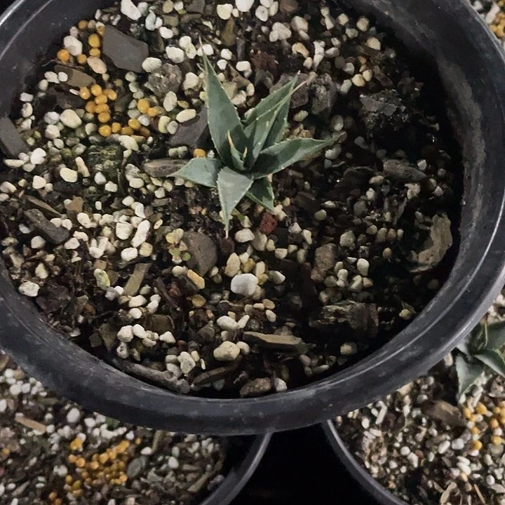 佳****无花朵龙舌兰绿色植物