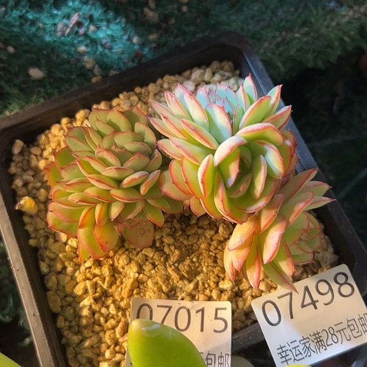 幸运的是我还没遇到你的