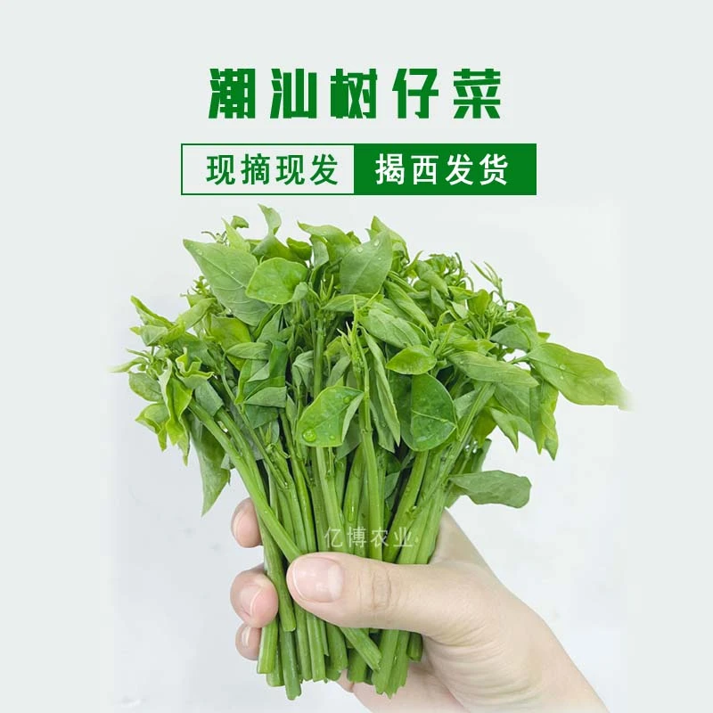 潮汕脆嫩树仔菜3斤新鲜野菜正宗树菜青菜食用绿色蔬菜海南野菜