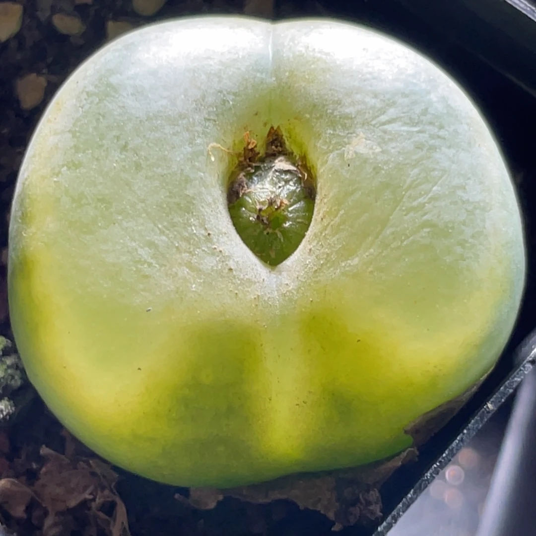 2倍距离拍的～尺寸3.5