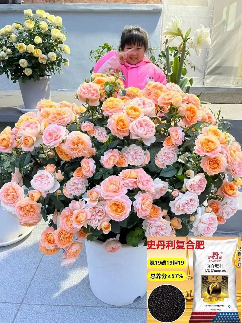直播专用 天天特价 欧月棒棒糖 多色欧月棒棒糖月季花肥