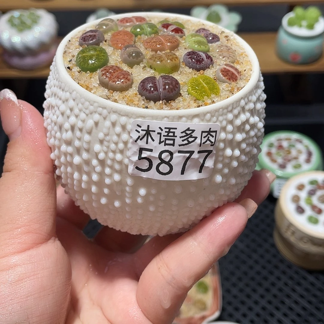 带盆土植物 一物一拍5877
