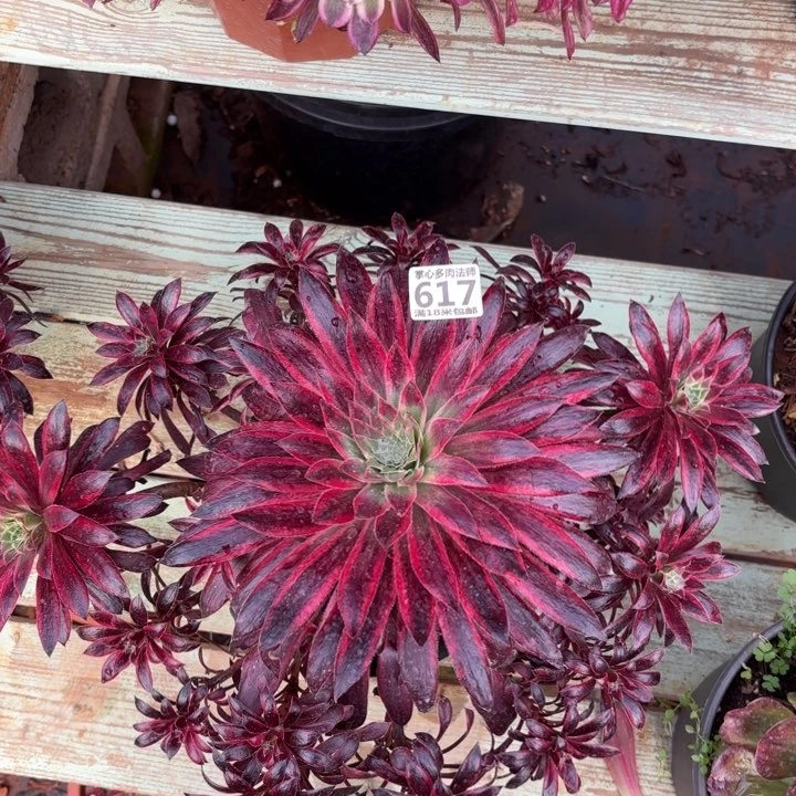 617朱雀捧花掌心多肉法师锦不包侧枝断枝的？