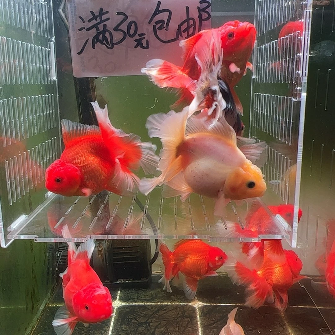 金鱼百褶泰狮压成54