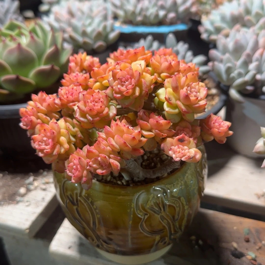 *****加盆蜡牡丹老桩多肉五十包邮