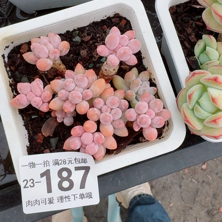 婴儿手指无盆土发货无盆土