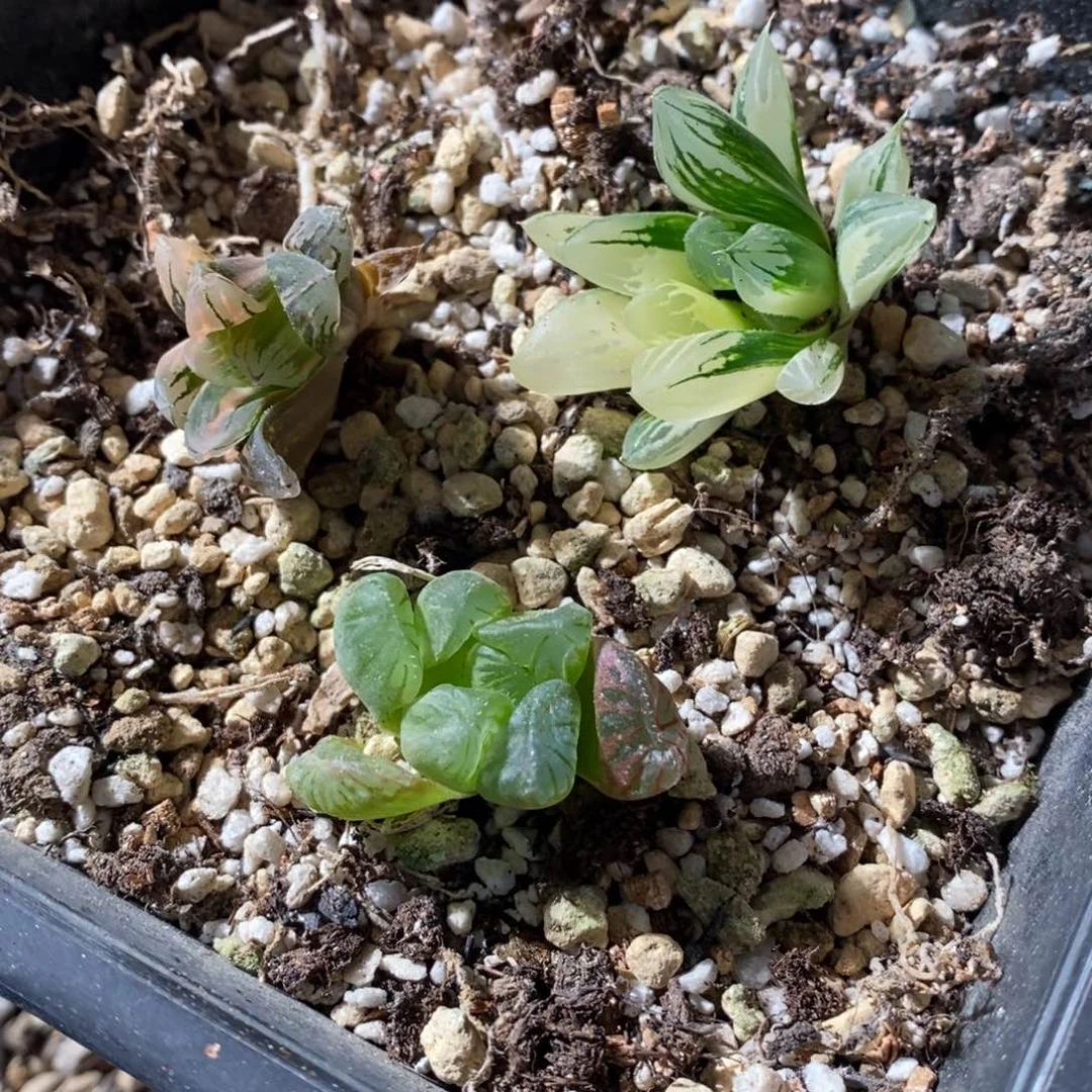 2484 三颗一起 点赞福利。