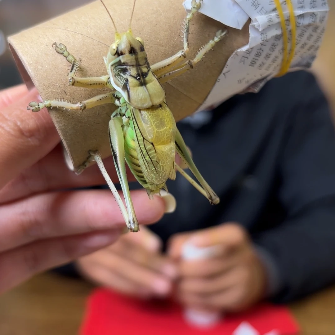 *****蝈蝈蝈蝈福福价格