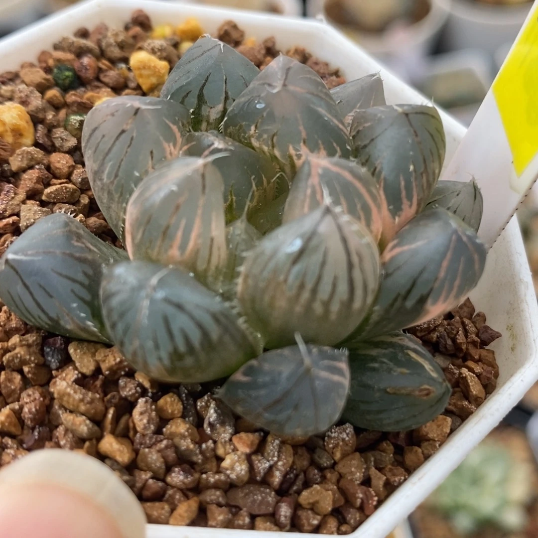 392玉露锦一物一拍