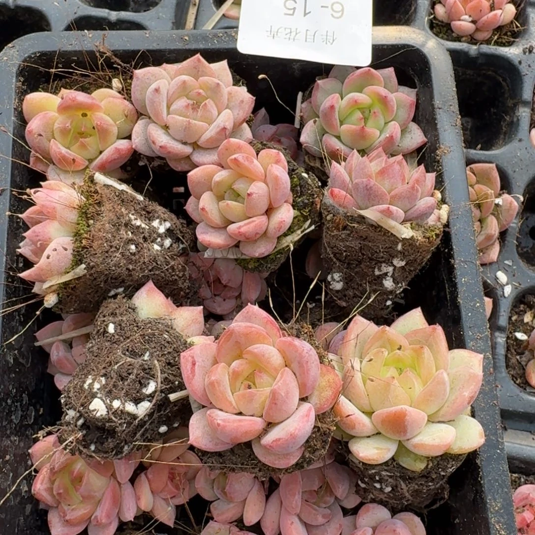 6-15粉色珍妮二十颗量左七