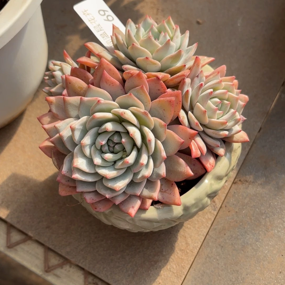 b****～同温层多肉粉蓝鸟69