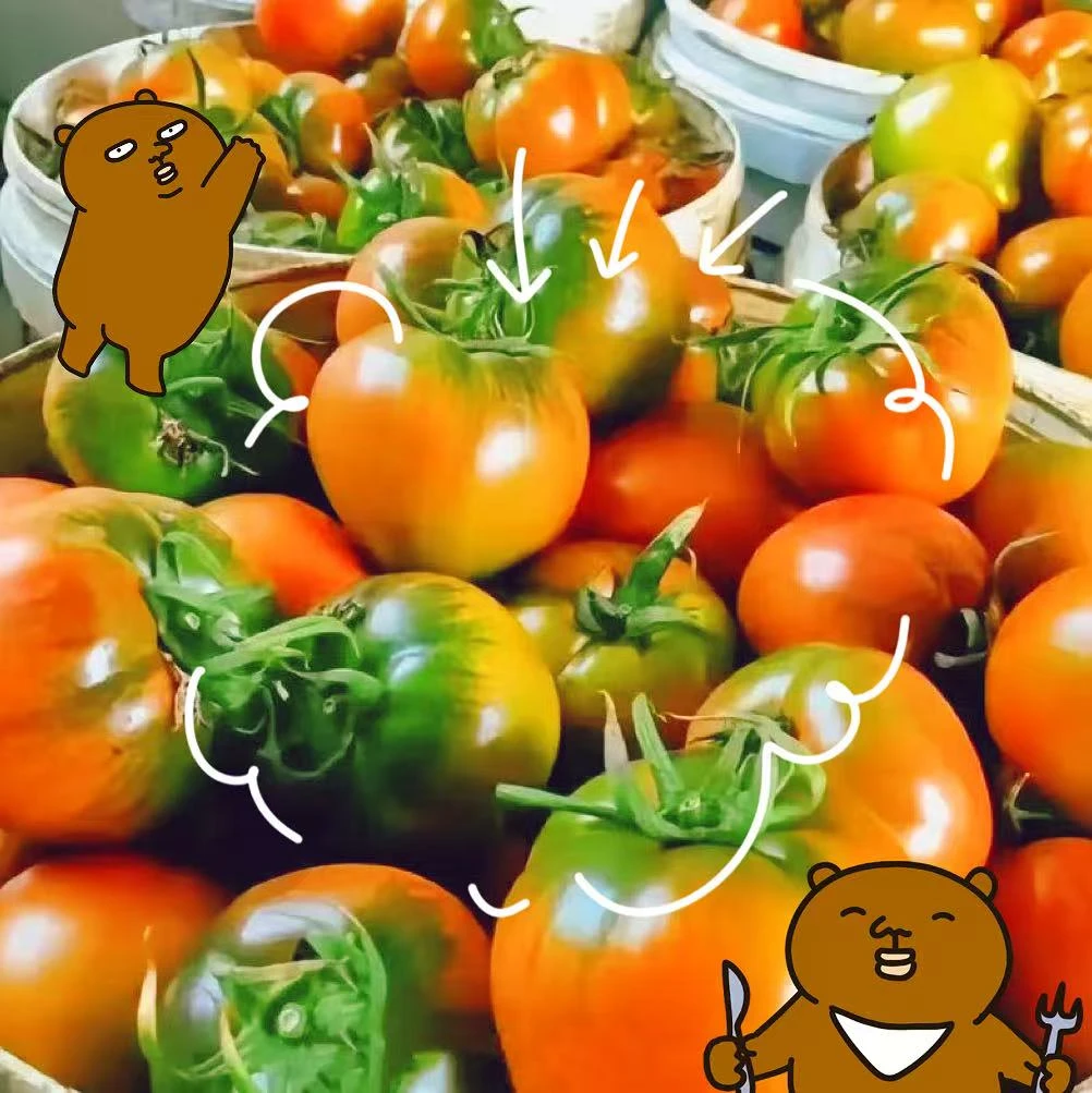 正宗盘锦大洼区碱地柿子