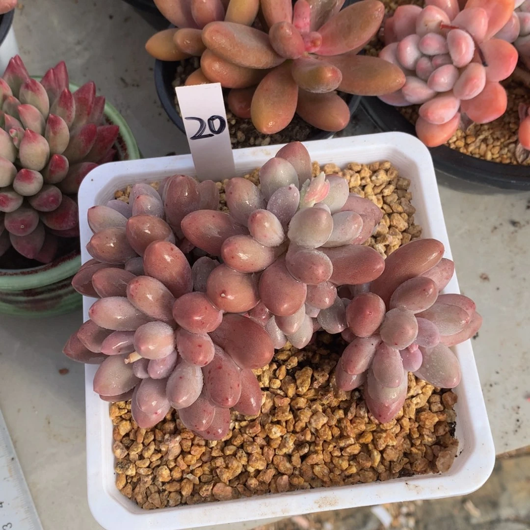 汤圆7272727272727272