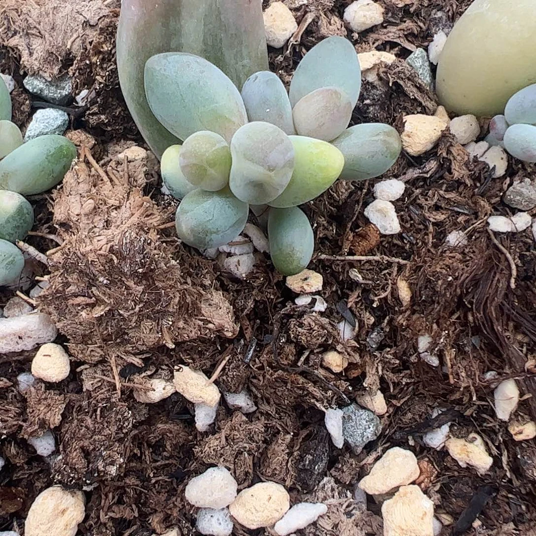 随***起多肉植物多肉植物