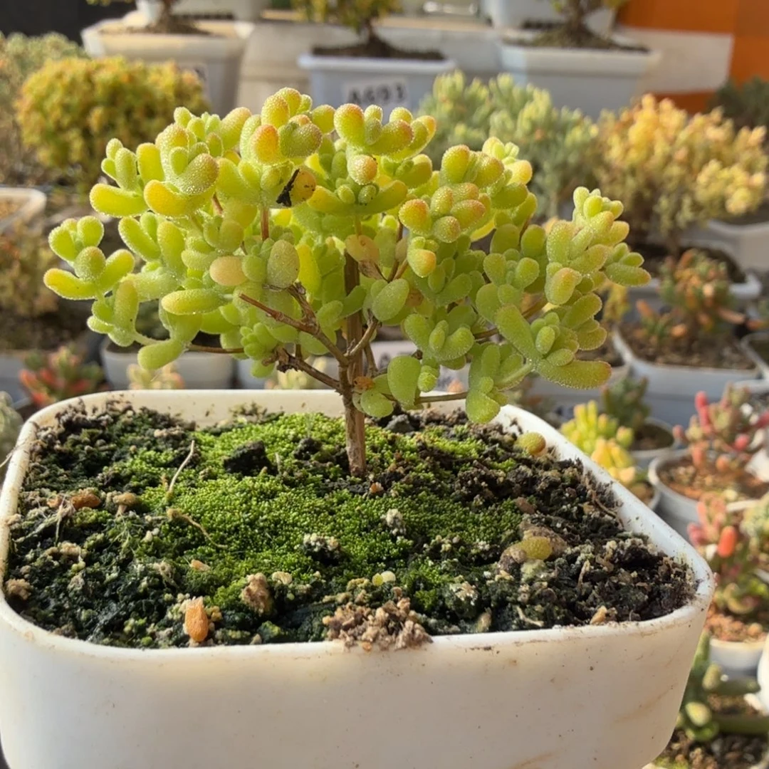 W***GA772黄金莱斯枝干