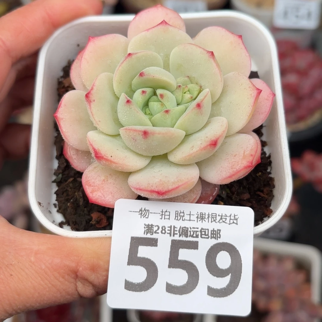 香草单头无盆土发货