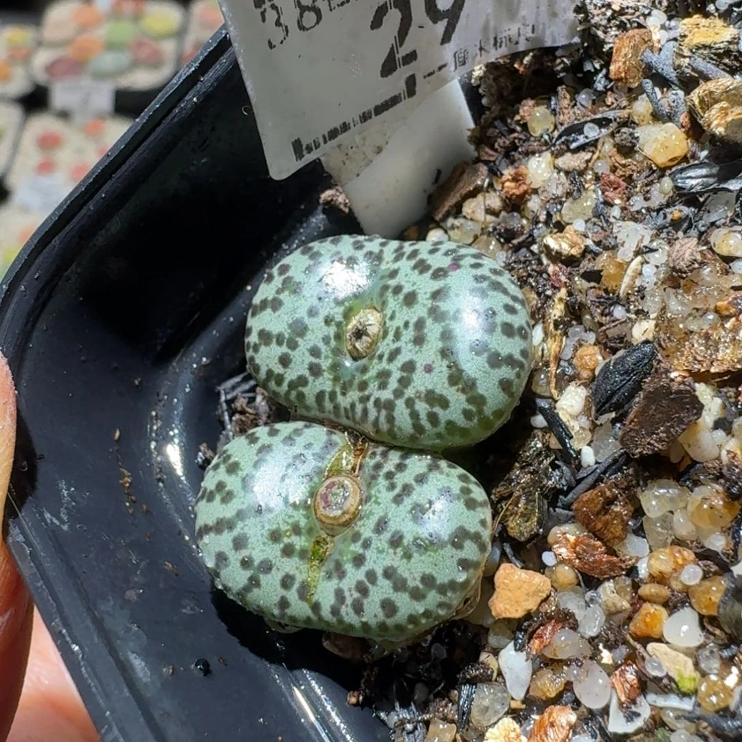 Sssss清仓便宜了29