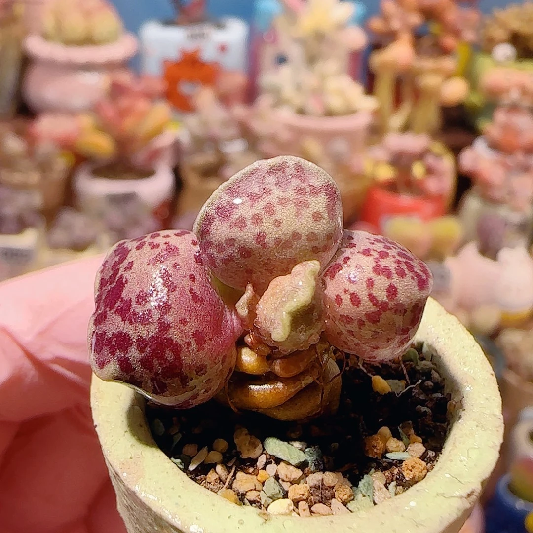 T可爱粉丸盆口2.5cm