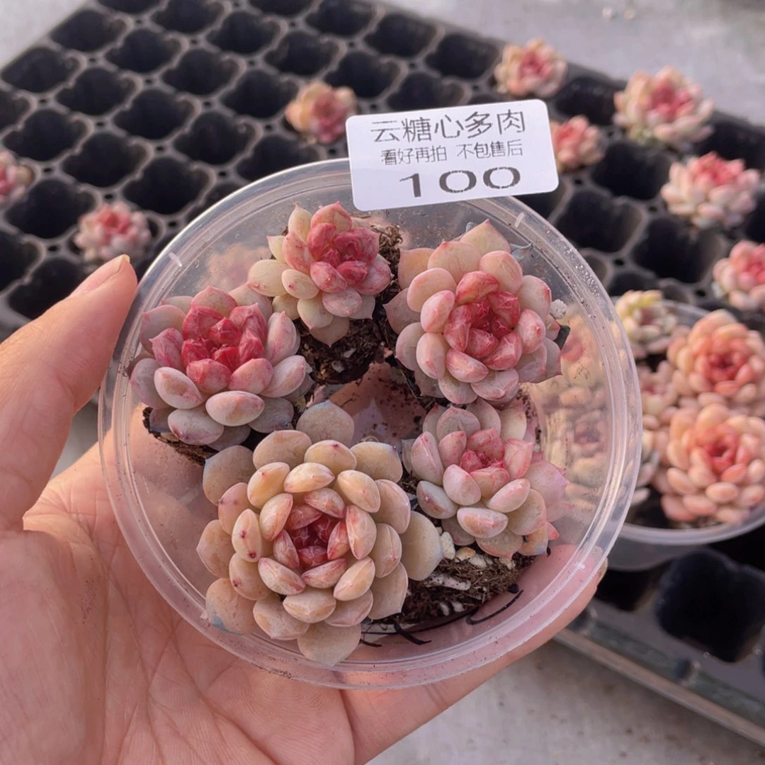 云糖心多肉植物100