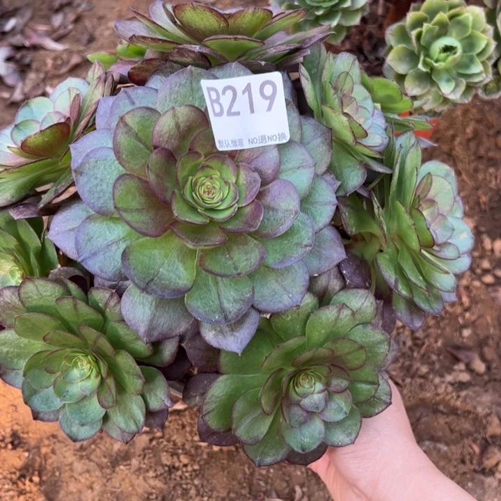 微瑕黑墨多肉植物219.