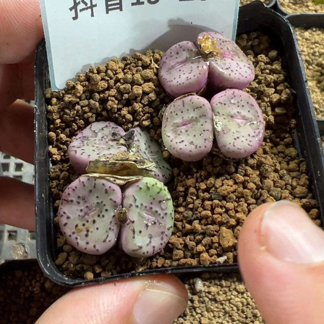 19-264荷叶安贞多肉