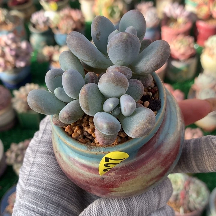 带盆  蟠桃 美人